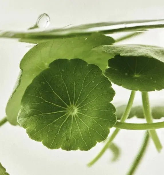 Heartleaf Wonders: Houttuynia Cordata vs. Centella Asiatica in Korean Skincare - Kiokii and...