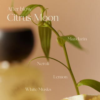 Afterblow Eau De Perfume 04 Citrus Moon - Afterblow | Kiokii and...