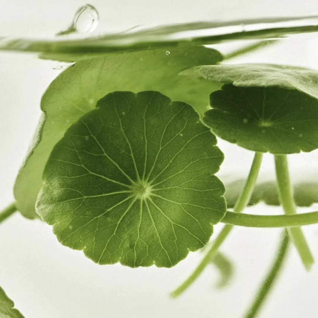 Beauty of Joseon Light On Serum: Centella + Vita C 30ml by Beauty of Joseon – Serum & Ampoule