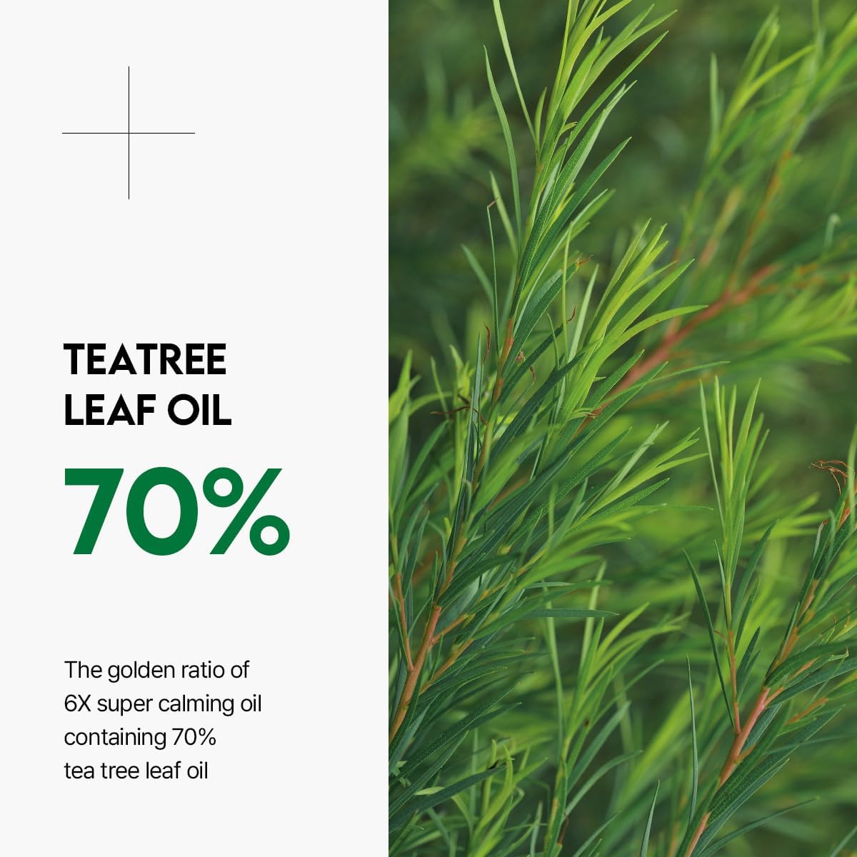 MEDIHEAL Teatree Trouble Calming Oil 10ml by Mediheal – Serum & Ampoule